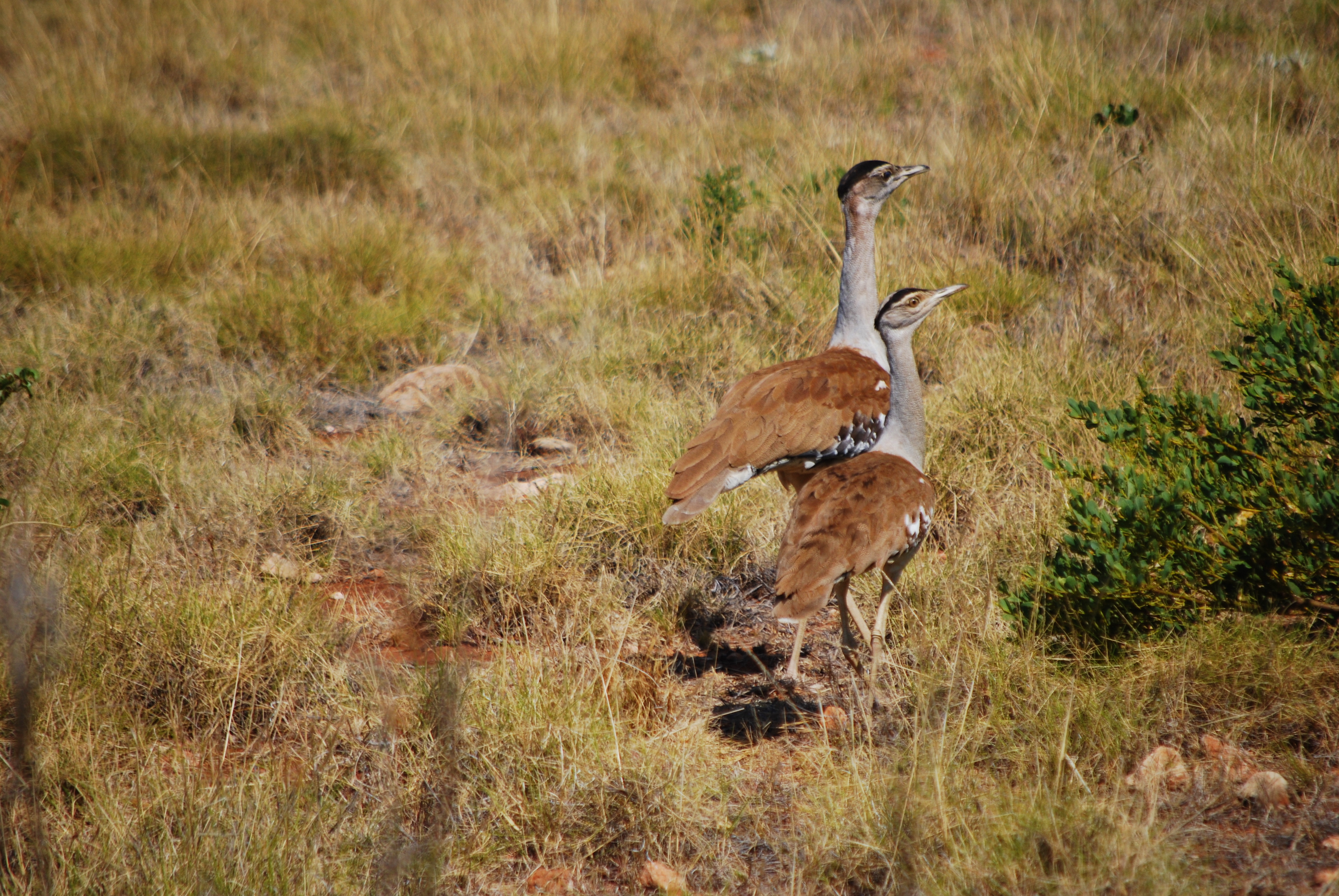 Pair of Australian bustards: photo by Barry Davies, Gondwana Guides