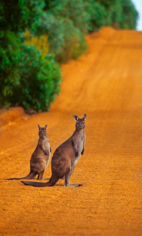 kangaroos in australia. Outback Western grey kangaroos