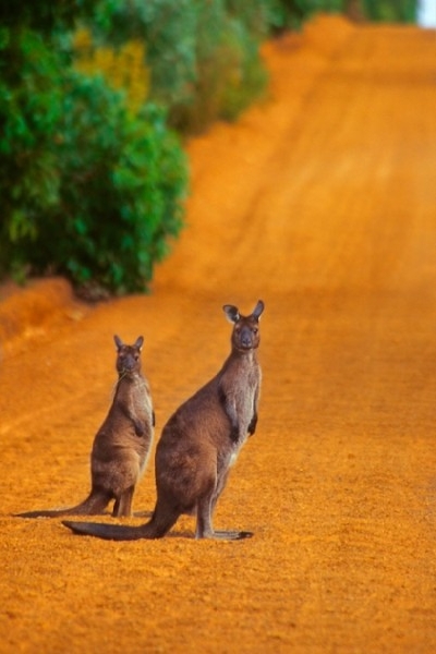 Western Australia Wildlife
