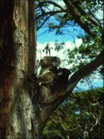 KoalaWithBaby-401x540.jpg