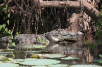 Estuarine Croc Corroboree.JPG