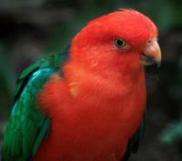 kingparrot-420x372.jpg