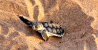 turtle-hatchling.jpg