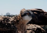 eastern-ospreys.jpg