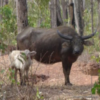 WaterBuffalo.jpg