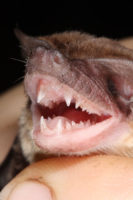 bat-teeth.jpg