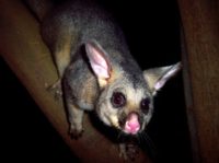 Possum-420x312.jpg