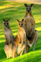 KangarooTrio.jpg