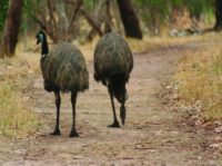 Emus-420x312.jpg