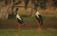 black-necked-storks- waterview.JPG