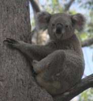 koalaFeb2014_3.jpg