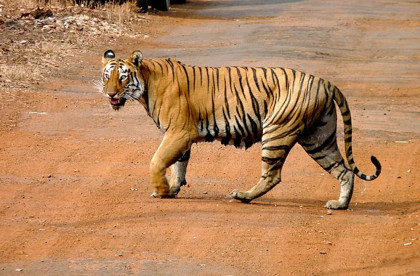 Tadoba Tiger