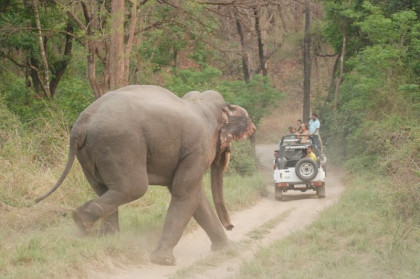 Tadoba Tiger Resort