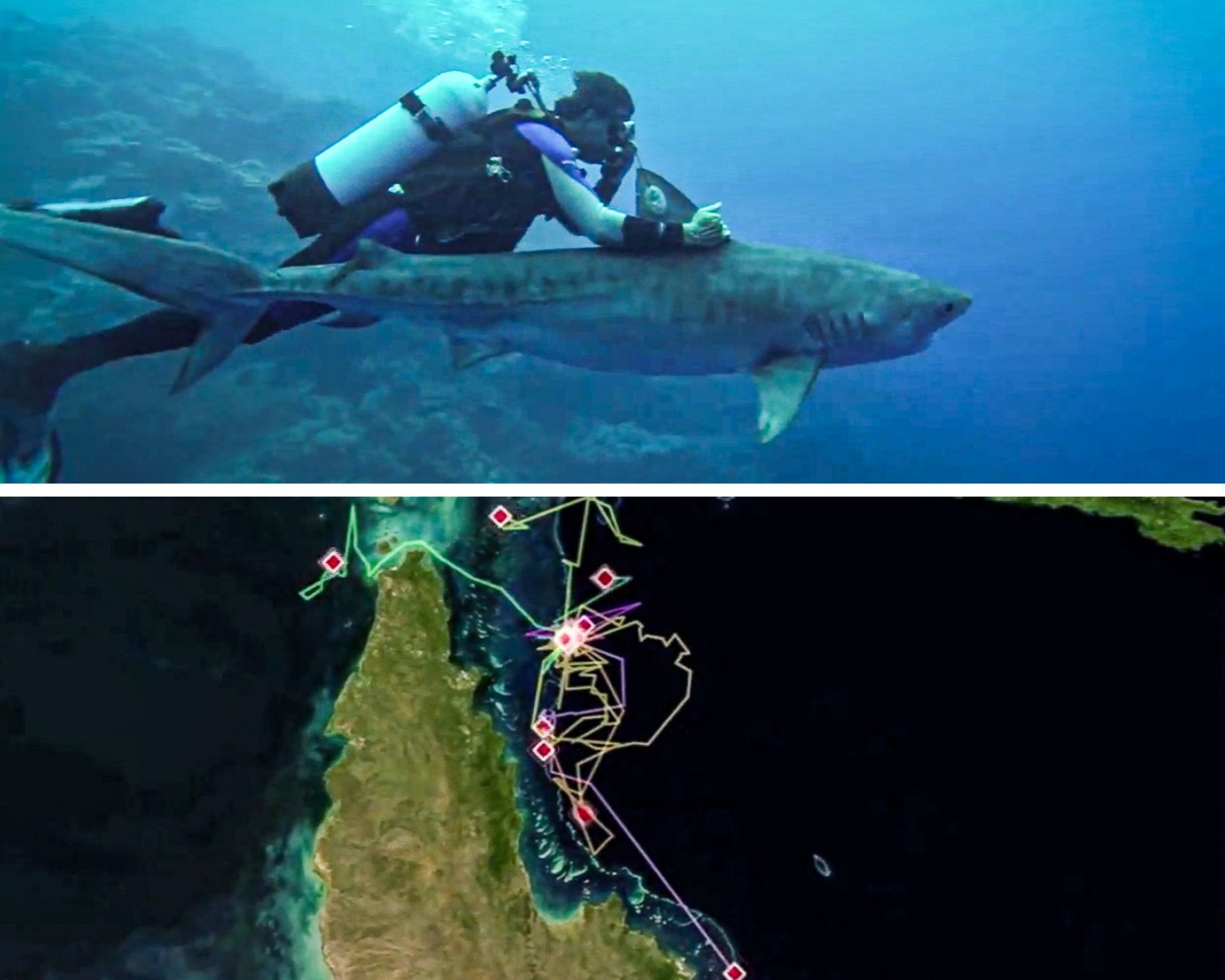 A shark diver swims alongside a freshly tagged, relaxed tiger shark by holding onto its dorsal fin. The accompanying map of Far North Queensland shows how far that tiger shark traveled over the next few months.
