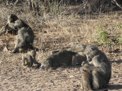 a group of baboons enjoying an early-morning grooming session