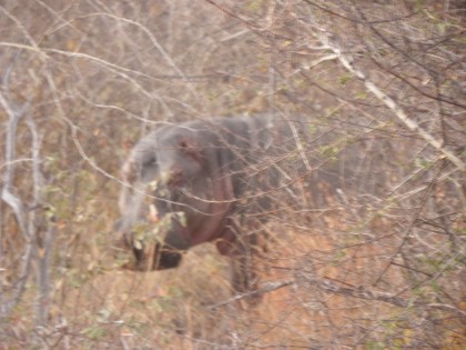 A hippo still a long way from the water after a night of grazing on land