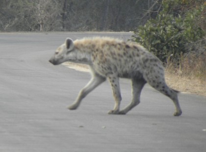 A group of three spotted hyenas crossed the road ahead of us