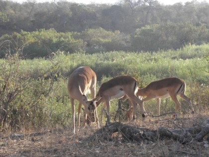 Group of dainty female impalas. Being both grazers and browsers they can readily switch foods according to conditions, which is probably one reason they are by far the most abundant hoofed animal in Kruger