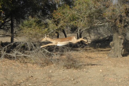 Further down the road something disturbed a couple of impala, and one made this impressive leap as they dashed on past he car