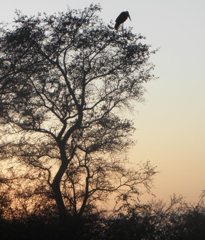 Marabou stork at sunrise