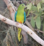 Orange-bellied parrot