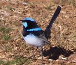 superbfairywren