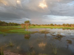 wetlands, Wickham Pt